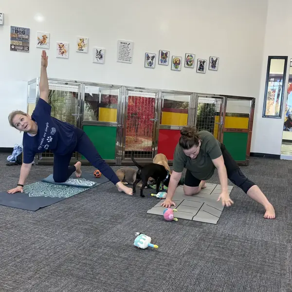 Puppy yoga class at K9 Rox Club Las Vegas